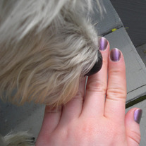 Nails and a Westie's destash