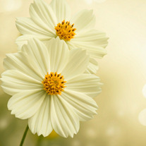 Untitled design 20241227 130447 0000