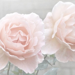 Tumblr mbc8jme9tk1ql7oo0o1 500