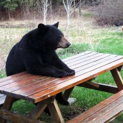 Bear picnic table