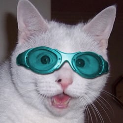 Sunglasscat2