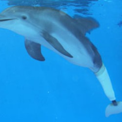 Winter dolphin tales