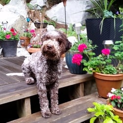 Quattro may 17 2016 (1)