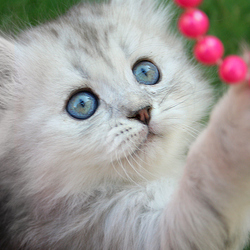 White kitty red beads