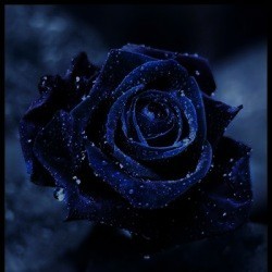 Blue rose