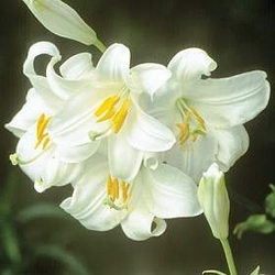 Madonna lily