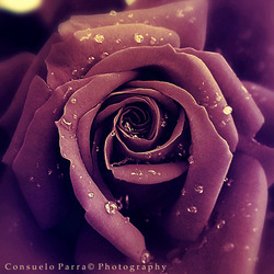 8d84a8d91c40d0ef2ccc519623171b3b d5ozn77