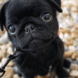 Black pug puppy