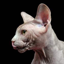 6824850108 1788aed891 z