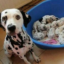 Dalmations
