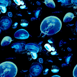 Jellyfish 2