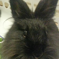 20130216 gremlin   bmo