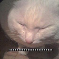 Br6jig caaa36bk.jpg large