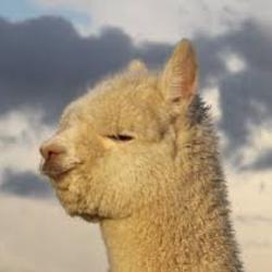 Alpaca