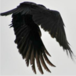 Screen shot 2017 07 25 at 11.10.37 pm