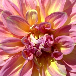 Strawberry ice delilah craftori