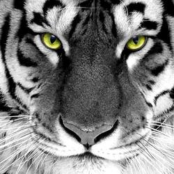 Tiger wallpaper tigers 16120028 1024 768