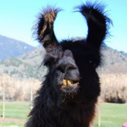 Llama