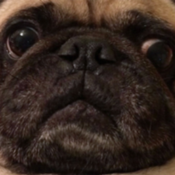 Pug