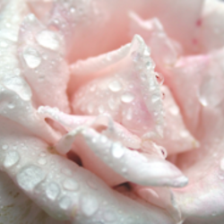 Tumblr m5cq81nc0o1qddjlto1 250