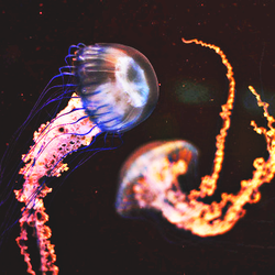 Jellyfish