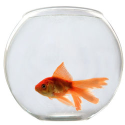 Goldfish bowl small