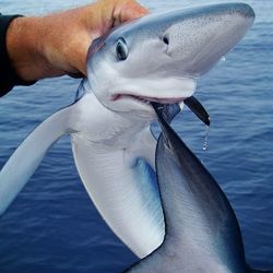 Ae513027783b9de94a3554c98a0eacd1