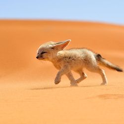 Fennec fox morocco 68263 990x742