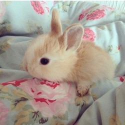 Tumblr n6a2yisk9r1t308flo1 500