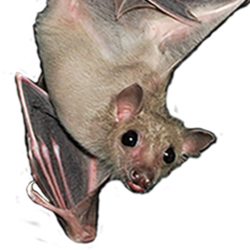 Bat 211