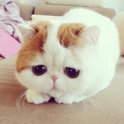 Exotic shorthair