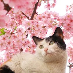 Cat %28412403542%29