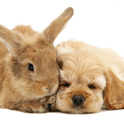 17732 buff american cocker spaniel pup with rabbit white background copy