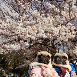 Tumblr nly88cn4ck1tfyylco1 540