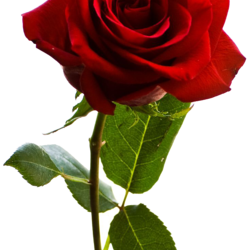 Rose png