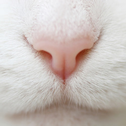 White cat nose