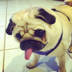 Tumblr m7sohte2vi1rrw38mo1 500