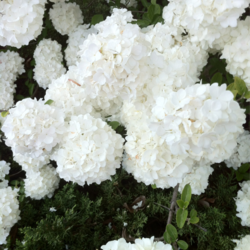 Tumblr m281uxkuza1qiaempo1 540