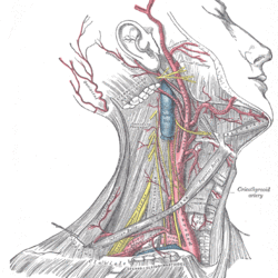 Anatomy neck