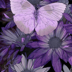 Purple butterfly darrell gulin