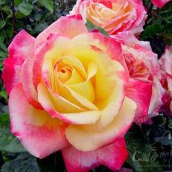 Hybrid tea rose