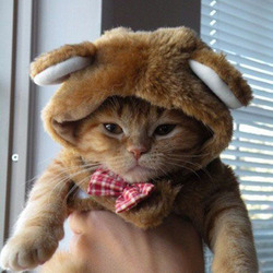 Tumblr lvp1j0a5341qal17no1 500