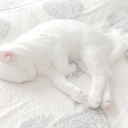 White aesthetic kitten