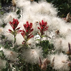 Meadow 50185 640
