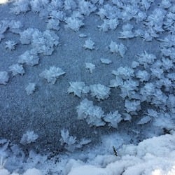 A trail of frozen flowers. the 30 most amazing photos of frozen things in honor of the coldest morning of the 21st century
