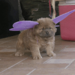 Tumblr n4yoxn48io1rtpfpio1 400