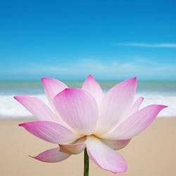 Lotus blossom on beach