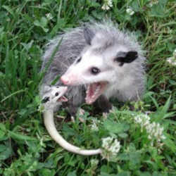 Tumblr niazhzyqm61sg513mo1 400