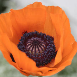 Poppie two hans kaiser