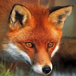 Red fox2